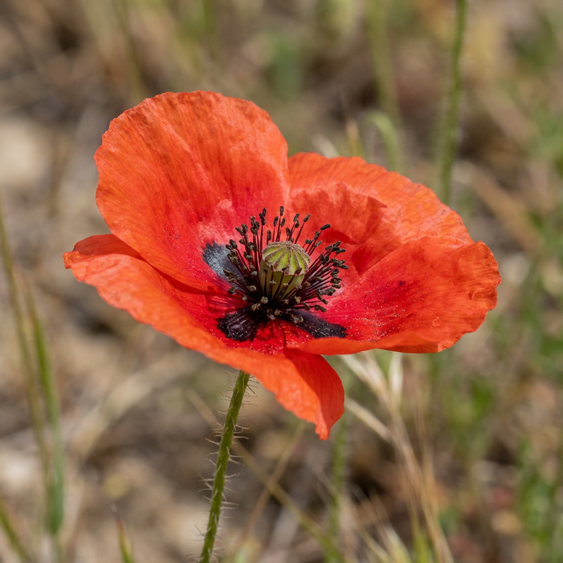 Mohnblume