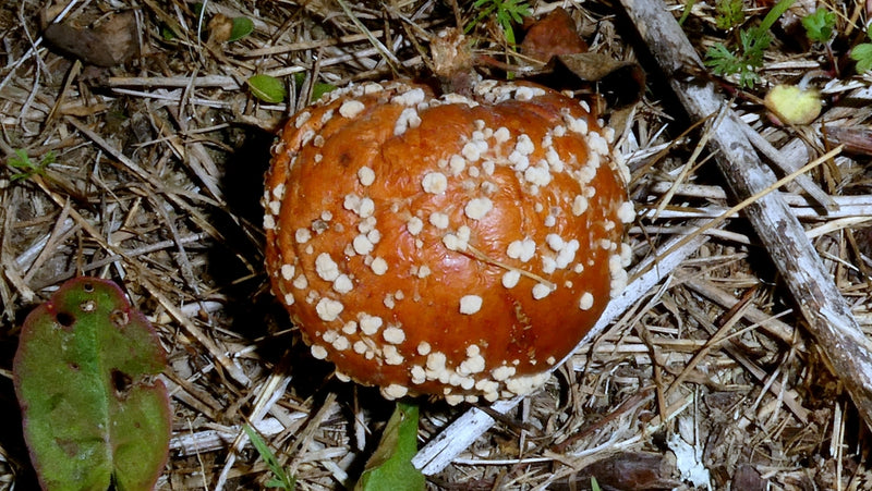 Monilia-Fruchtfäule — Bild 2 von 8