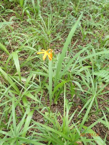 Montbretien — Bild 4