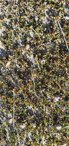 Muehlenbeckia — Bild 4