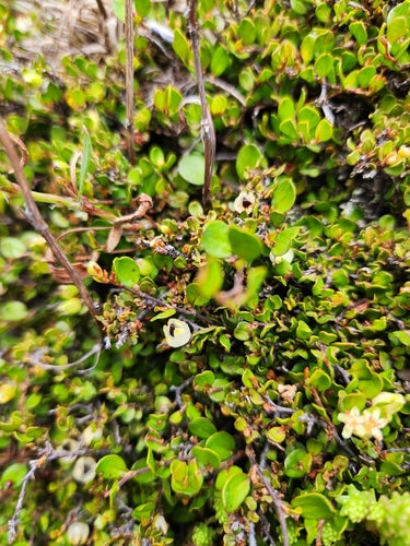 Muehlenbeckia — Bild 5