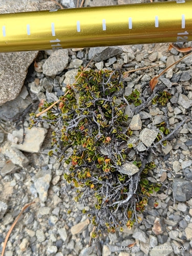 Muehlenbeckia — Bild 3