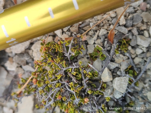 Muehlenbeckia — Bild 2