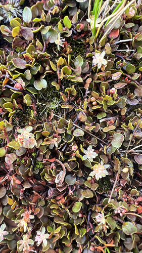 Muehlenbeckia — Bild 1