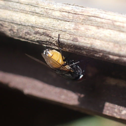 Musca Autumnalis — Bild 3