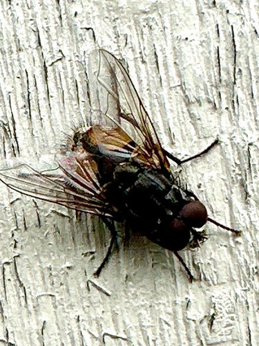 Musca Autumnalis — Bild 2