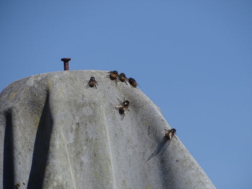 Musca Autumnalis — Bild 5