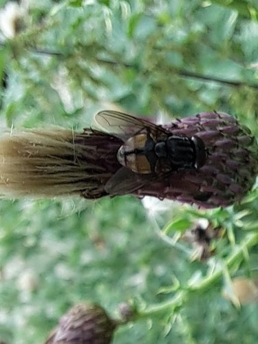 Musca Autumnalis — Bild 4