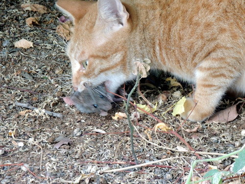 Nagetiere — Bild 5