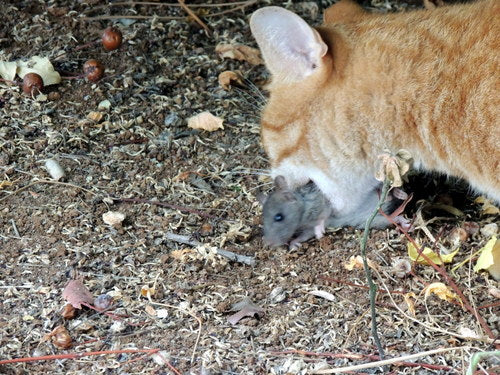 Nagetiere — Bild 4