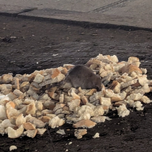 Nagetiere — Bild 3
