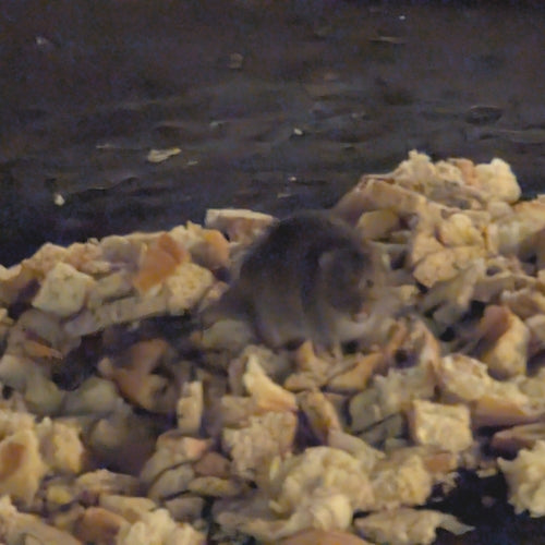 Nagetiere — Bild 2