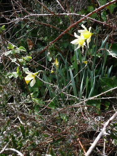 Narzissen — Bild 2