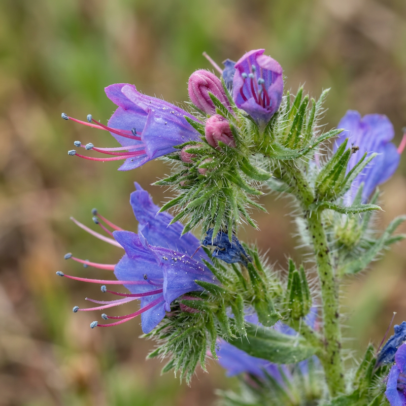Natterkopf (Gattung) (Echium), KI-Illustration