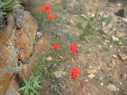 Nerine — Bild 3