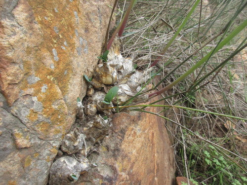Nerine — Bild 1