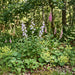 Nesselblättrige Glockenblume (Campanula trachelium) in Blüte im naturnahen Garten (KI-generiert)