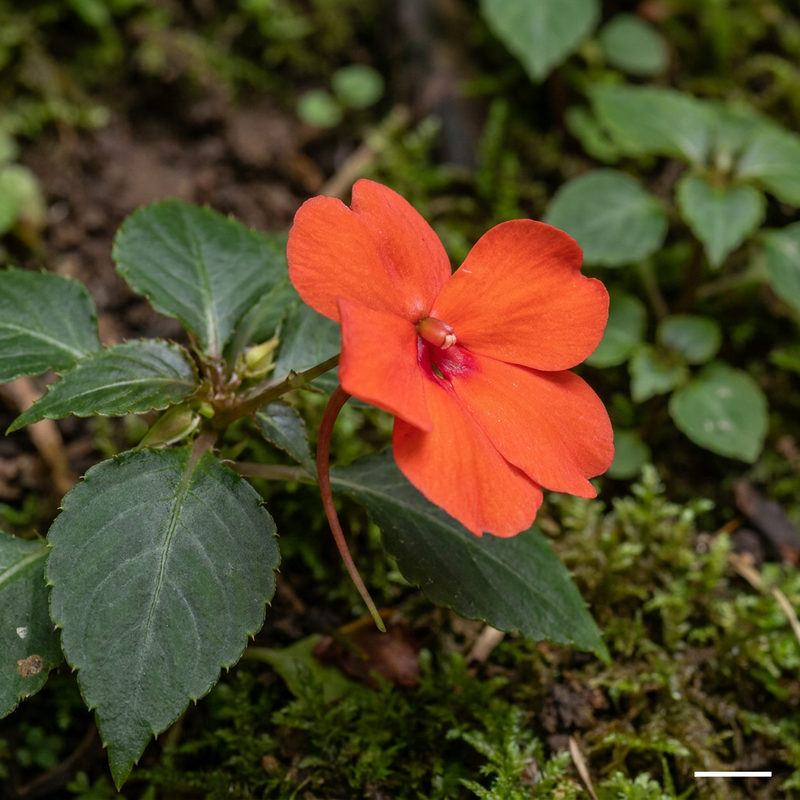 Neuguinea-Impatiens