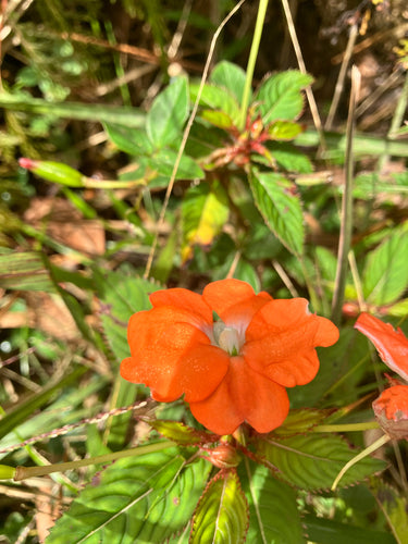 Neuguinea-Impatiens — Bild 5 von 9