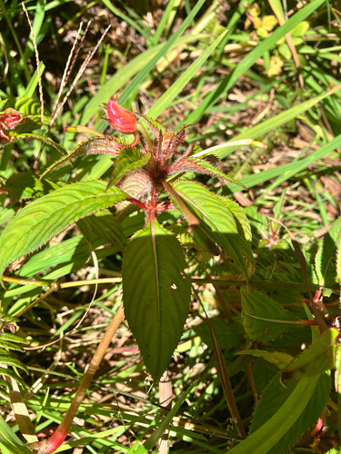 Neuguinea-Impatiens — Bild 4 von 9
