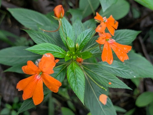 Neuguinea-Impatiens — Bild 2 von 9