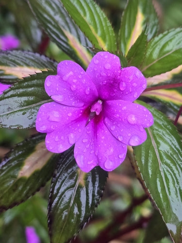 Neuguinea-Impatiens — Bild 3 von 9