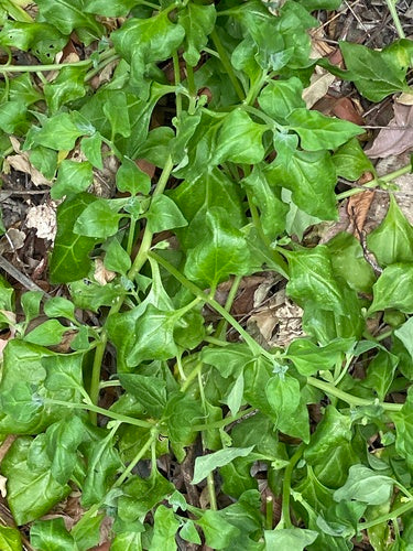 Neuseelaender Spinat — Bild 5