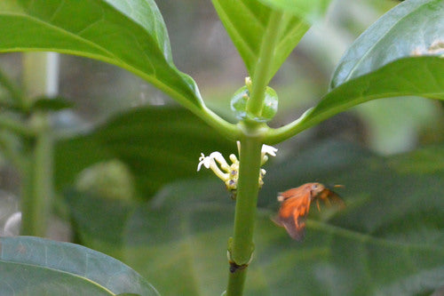 Noni — Bild 3