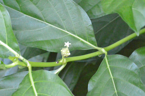 Noni — Bild 2