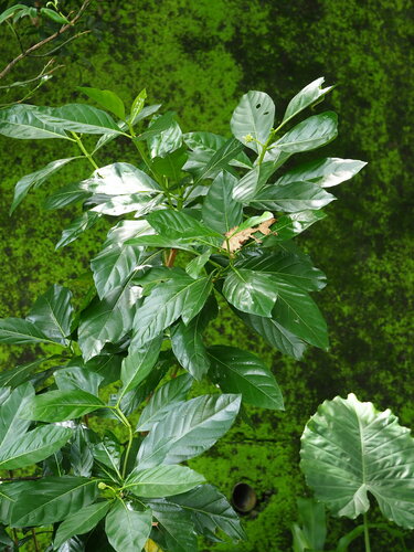 Noni — Bild 1