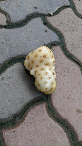 Noni — Bild 5