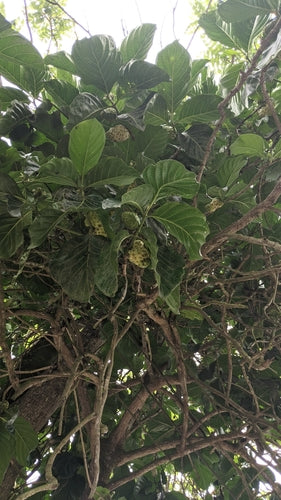 Noni — Bild 4