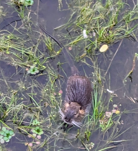 Nutria (Biberratte) — Bild 2 von 50