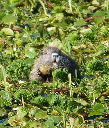 Nutria (Biberratte) — Bild 5 von 50