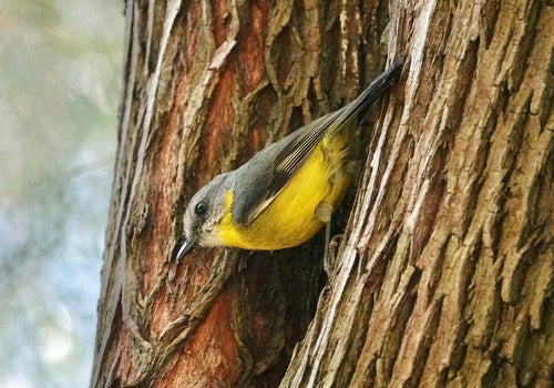 Östlicher Gelbbrustschnäpper — Bild 4 von 8