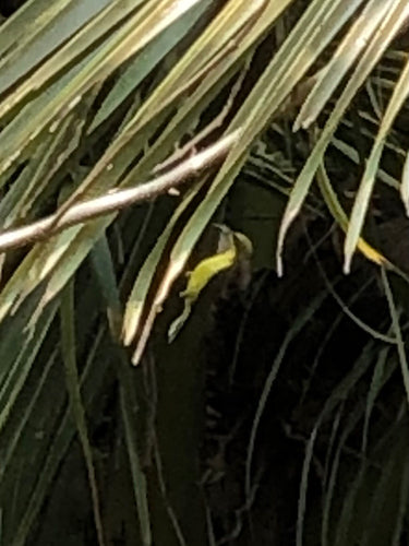 Oliv-Nektarvogel — Bild 3 von 8