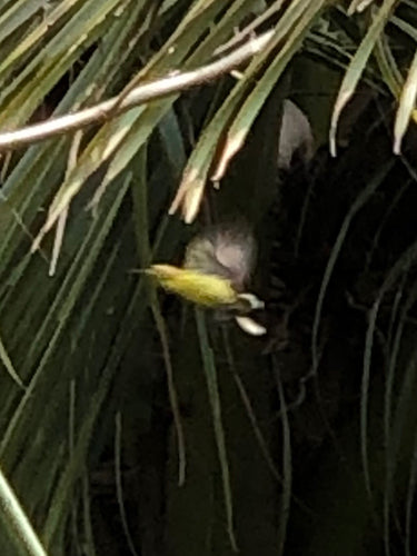 Oliv-Nektarvogel — Bild 1 von 8