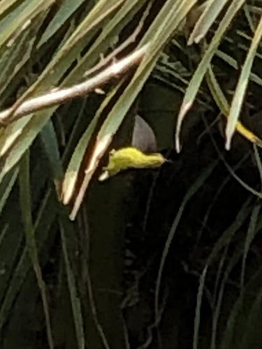 Oliv-Nektarvogel — Bild 2 von 8