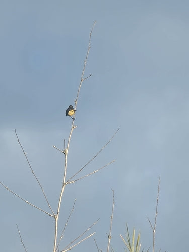 Oliv-Nektarvogel — Bild 5 von 8