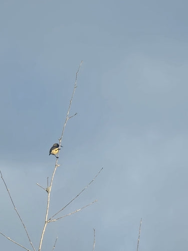 Oliv-Nektarvogel — Bild 4 von 8