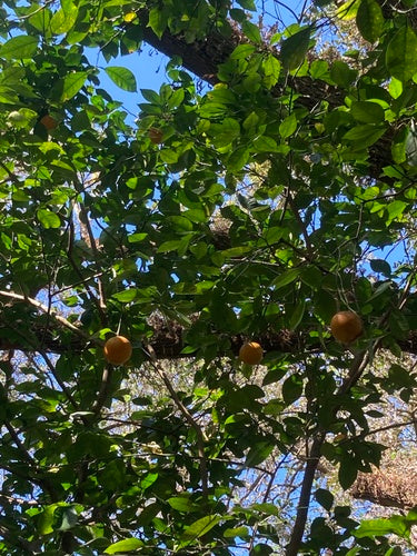 Orangenbaum — Bild 5