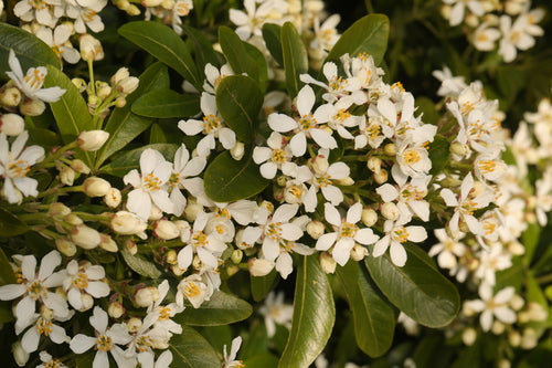 Orangenblume — Bild 1