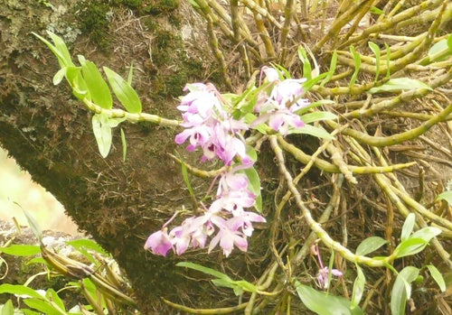 Orchideen — Bild 2