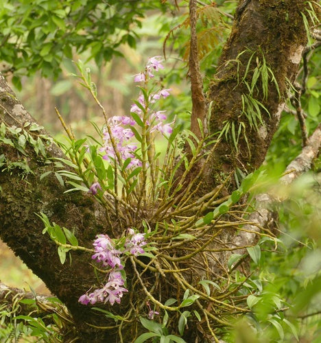 Orchideen — Bild 4
