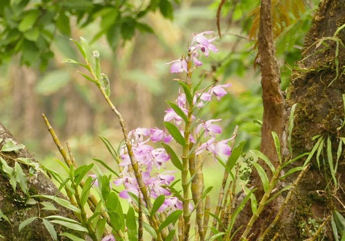 Orchideen — Bild 5