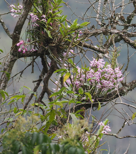Orchideen — Bild 1