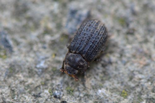 Otiorhynchus Scaber — Bild 5