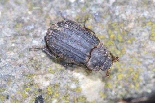 Otiorhynchus Scaber — Bild 3