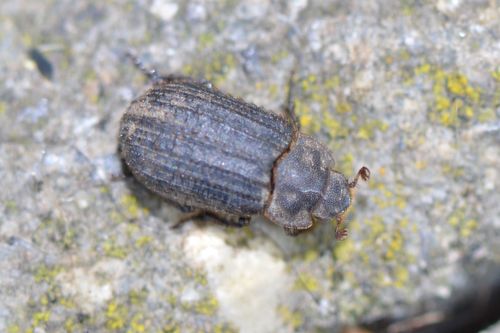 Otiorhynchus Scaber — Bild 4