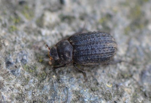 Otiorhynchus Scaber — Bild 2
